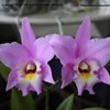 L. anceps Alba x C. walkeriana alba .Del Valle..